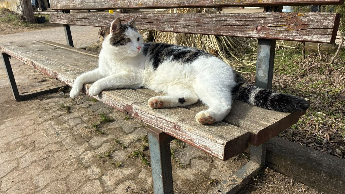 Hofkatze liegt entspannt in der Sonne auf einer Holzbank